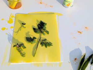 Sonnendruck & Pflanzenjagd – Eine Ferienwoche auf den Spuren von Anna Atkins @ BUND Zentrum für Stadtnatur - Orangerie