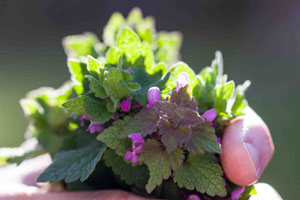 Kräuterwanderung zum Feierabend @ Darmstadt-Eberstadt
